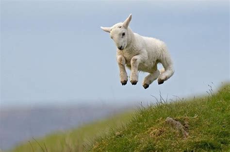Jumping Sheep Betway